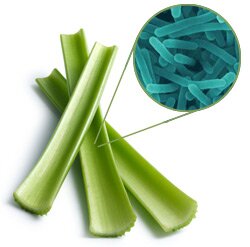Celery Contamination